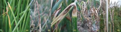 Screening of short-day onions for resistance to Stemphylium leaf blight in the seed-to-bulb stage (stage I) and bulb-to-seed stage (stage II)